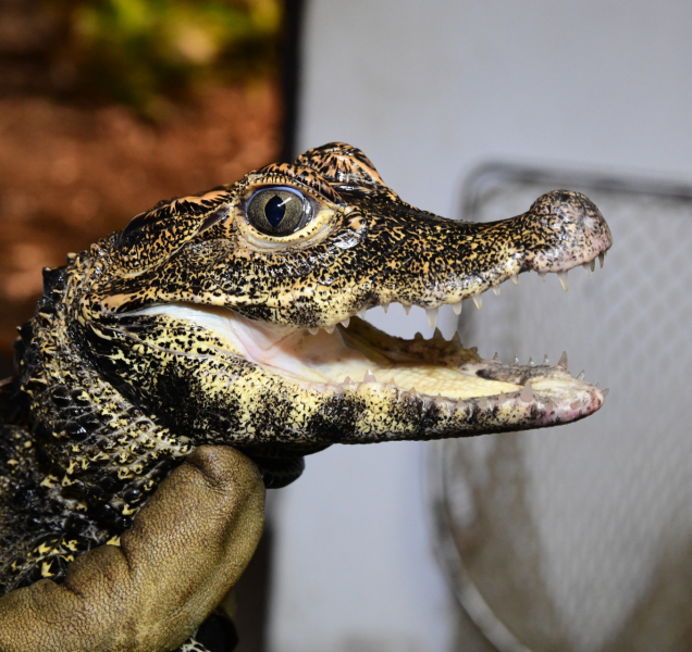 V olomoucké zoo počítali krokodýly