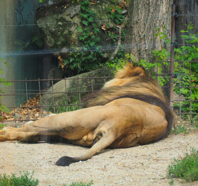 Smutná zpráva! Lev Šimon, král olomoucké zoo, dnes uhynul