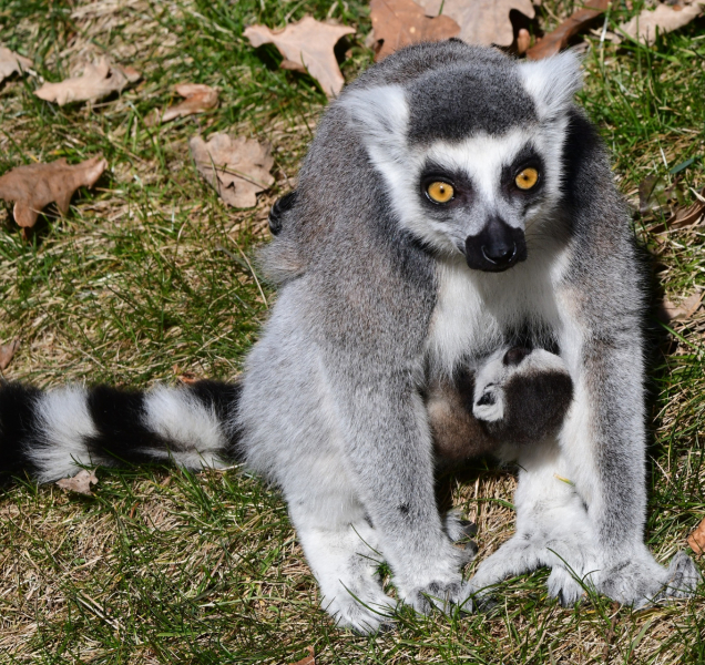 U lemurů v olomoucké zoo se radují z nového přírůstku