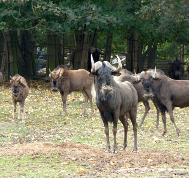 Jeden z pakoňů včera opustil olomouckou zoo