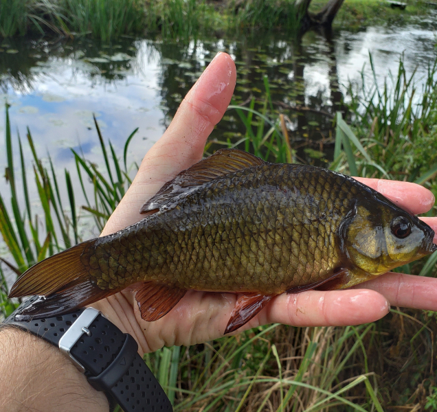 Karas obecný mizí z tuzemských rybníků