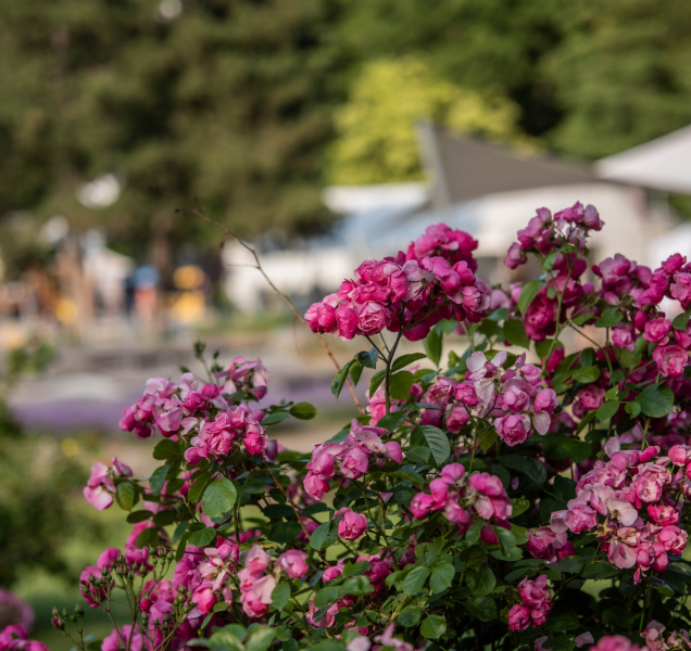 Festival si v rozáriu užilo na pět tisíc návštěvníků