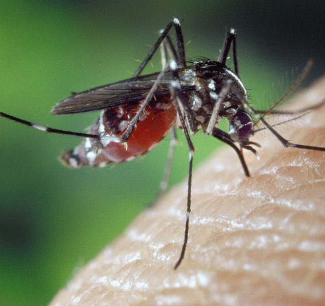V boji s přemnoženými komáry pomohou také drony