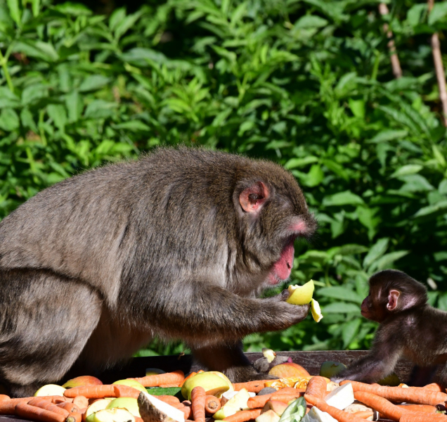 Z olomoucké zoo: Makaci mají malé makaky