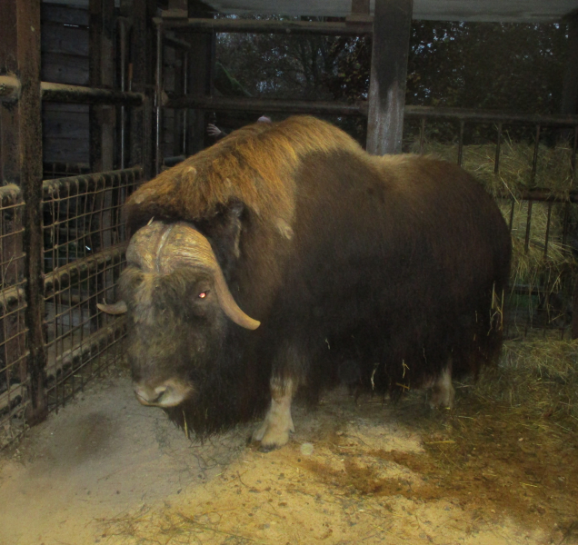 Olomoucká ZOO získala pro své návštěvníky unikátního pižmoně