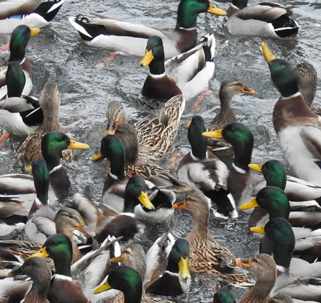Mrazy pokryly vodní plochy ledem. Přikrmujte i vodní ptáky, ale správně
