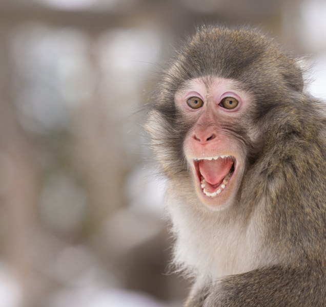 Zoo se vyplatí navštívit i v zimě, zasněžená zahrada je kouzelná