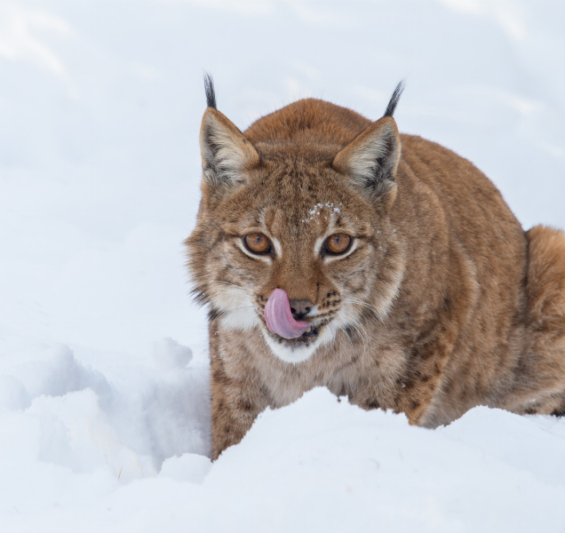 Vstup do zoo od března podraží, ruší se roční permanentky