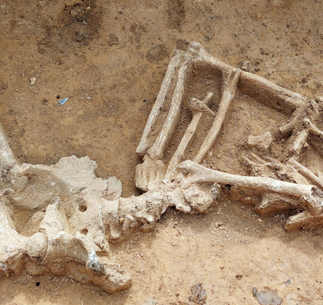 Archeology překvapily nové nálezy u Olomouce. Přepíší dějiny pravěku?