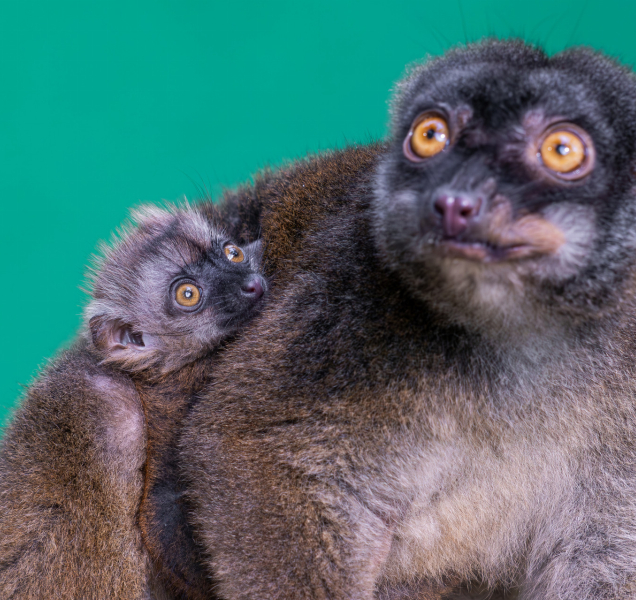 Na Madagaskaru by šli do guláše, u nás jsou lemuři oblíbenci