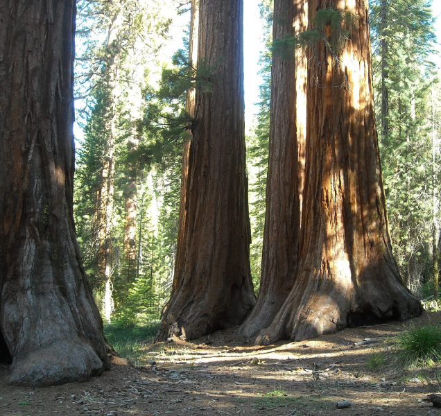 Sekvoje na stříbrném plátně i na olomouckém náměstí