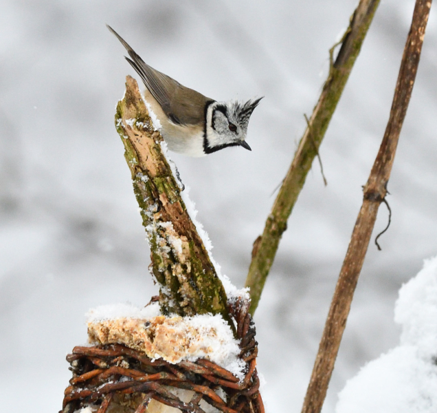 Ptačí hodinka: Sčítejte ptáky z pohodlí domova
