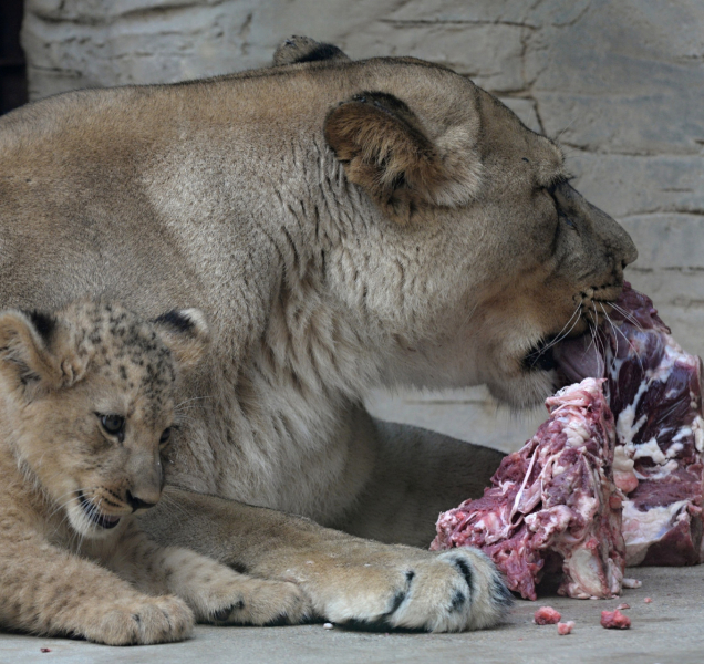 V olomoucké ZOO utratili loni necelých 6 milionů za krmivo