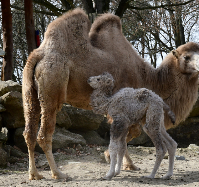 Radostné jaro v zoo: narodila se hned dvě velbloudí mláďata