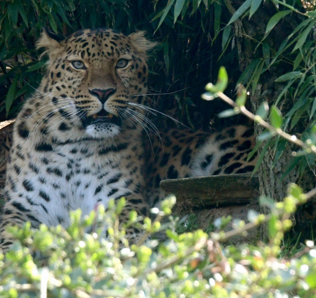 Levhart z Vídně přijel na námluvy na Svatý Kopeček
