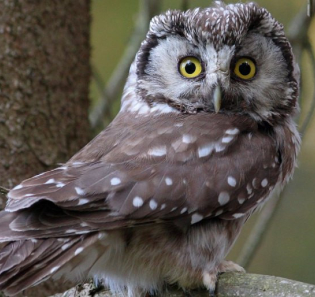 V Jeseníkách objevili vzácného puštíka