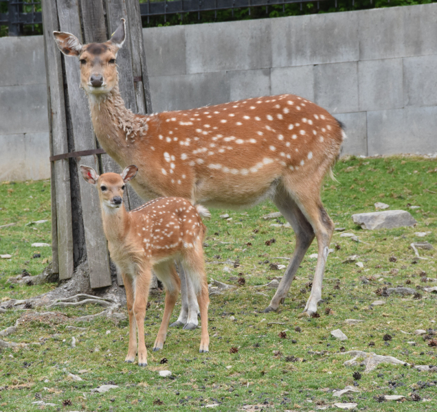 V zoo se narodila mláďata vzácného jelena, v přírodě již vyhynul