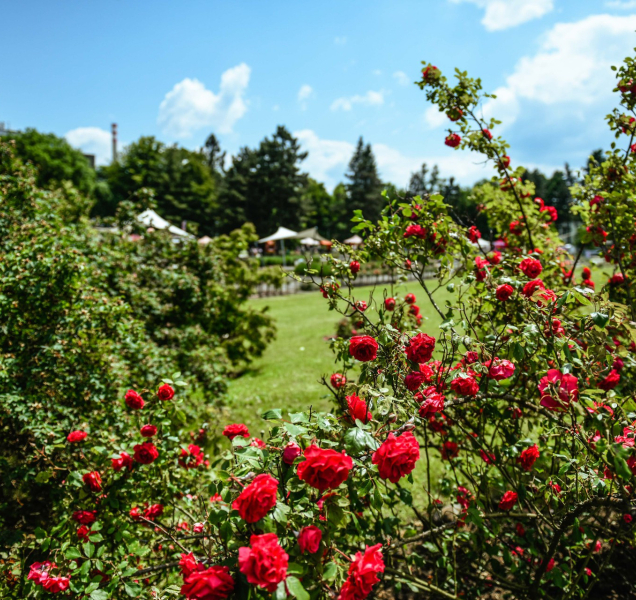 Olomoucká růžová zahrada patří ke světové špičce