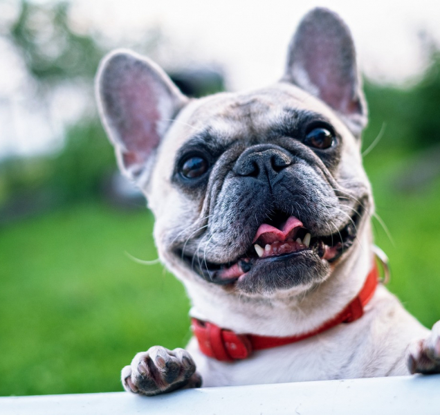 Buldočka a další zvěř odchytávali strážníci z Prostějova