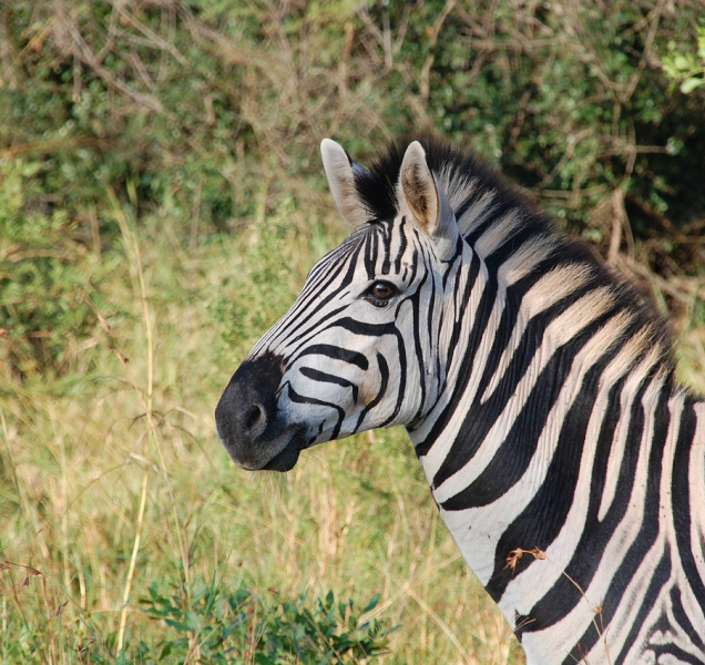 Do ZOO dorazila nová zebra z Plzně