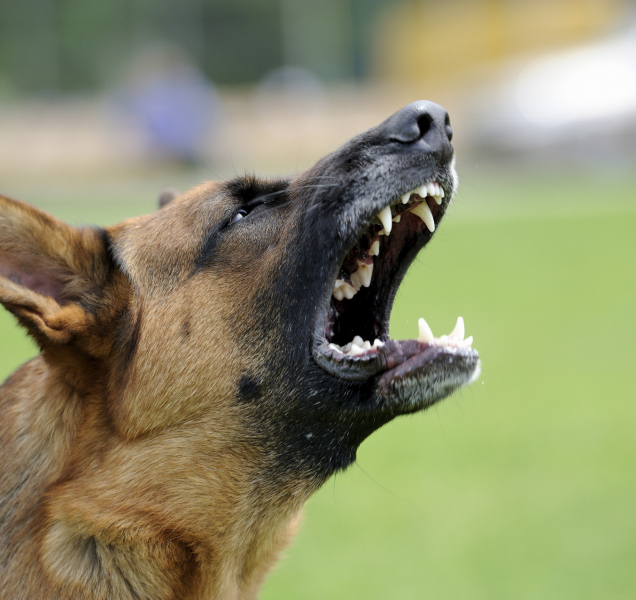 Opilec se psem napadal děti na Povelu