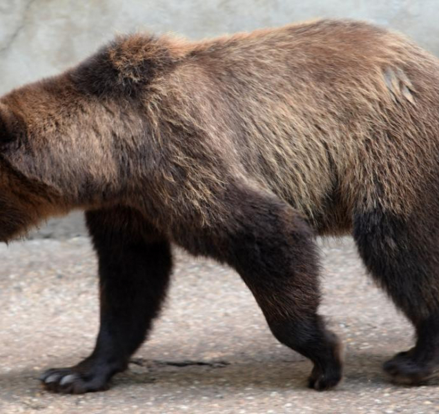 Medvědi, kteří našli azyl v Olomouci, míří do Krumlova