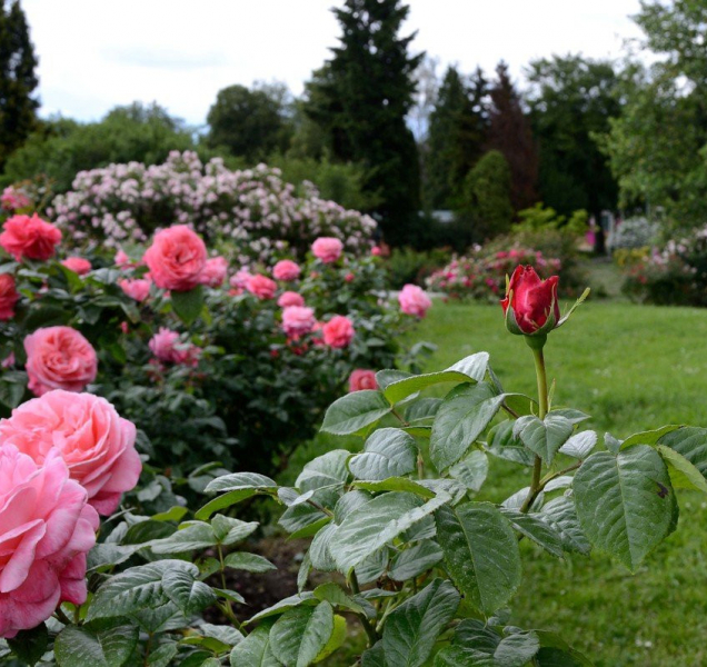 Muž se vloupal do Rozária a zamířil krást na toalety