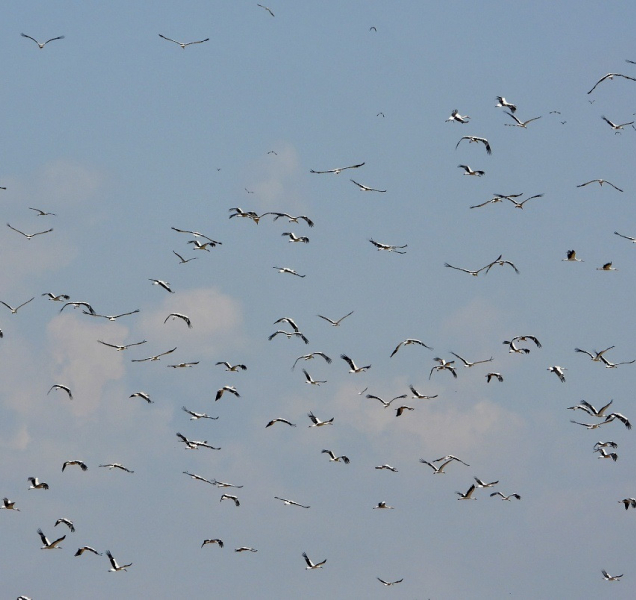 Stovky čápů se slétají na střední Moravě a loví hraboše