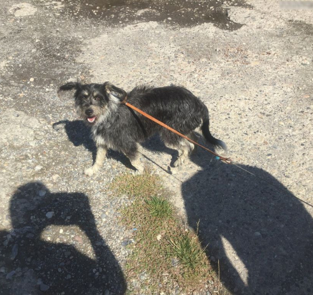 Olomoučtí strážnici předali letos do útulku už 239 zvířat