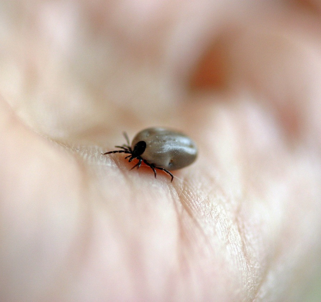 Klíšťata stále útočí! V kraji už letos nakazila přes 300 lidí