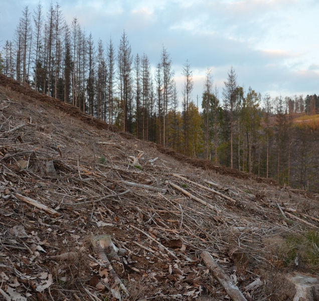 Kvůli řádění kůrovce se musí kácet lesy na Přerovsku