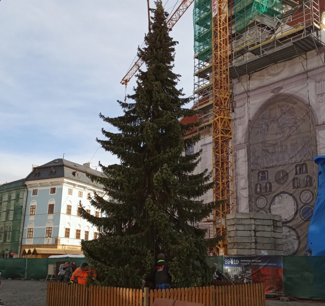 Strom pro olomoucké vánoční trhy už je na Horním náměstí