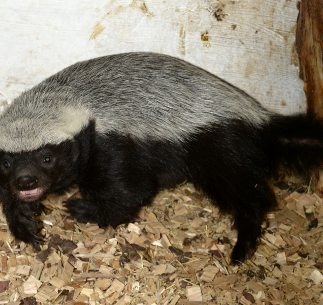 V olomoucké zoo se narodil medojed. Podívejte se na něj