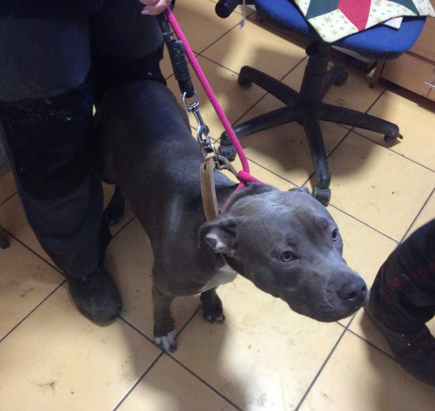 Opilý pejskař skončil na záchytce