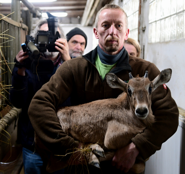 V olomoucké zoo rodí jedna antilopa za druhou