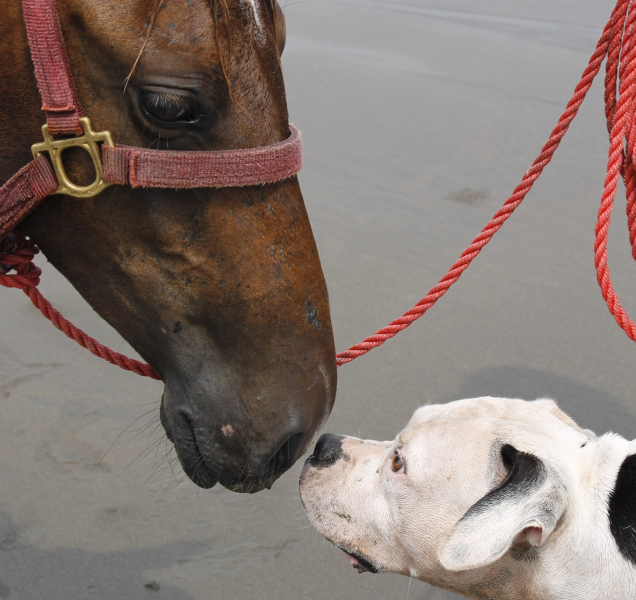 Péče o zvířata při omezení volného pohybu osob