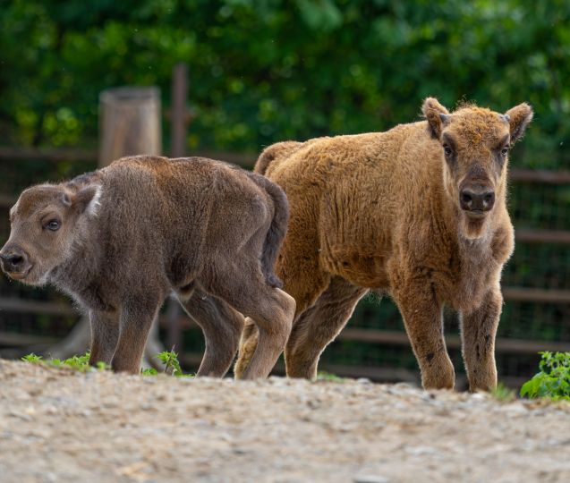 V zoo mají dvě mláďata zubrů! Nový výběh je přiblíží lidem
