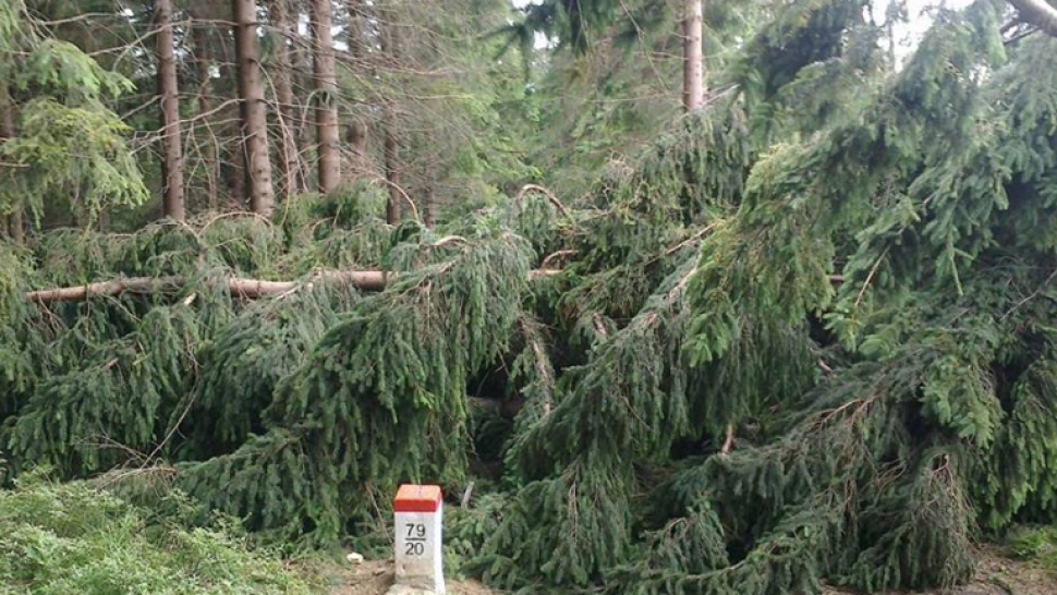 Hanušovické lesy se vzpamatovávají z vichřice roku 2015. Už je zalesněno