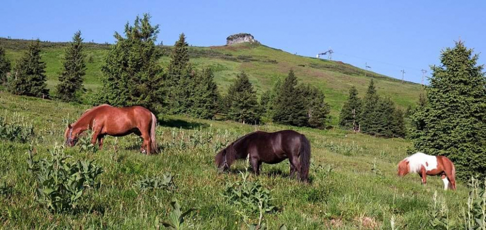 Na úbočí Pradědu už se zase pasou ovce, koně i krávy