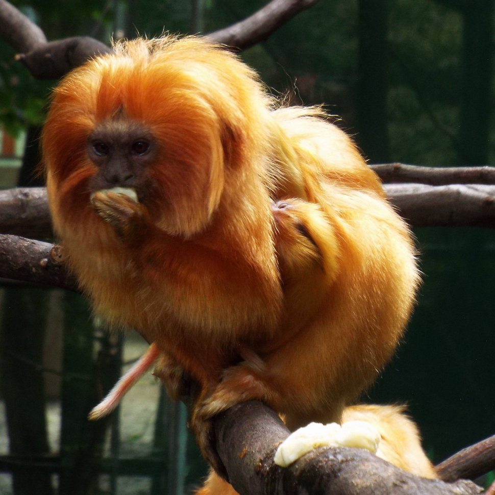 Lvíčci z olomoucké zoo slavili svůj mezinárodní den