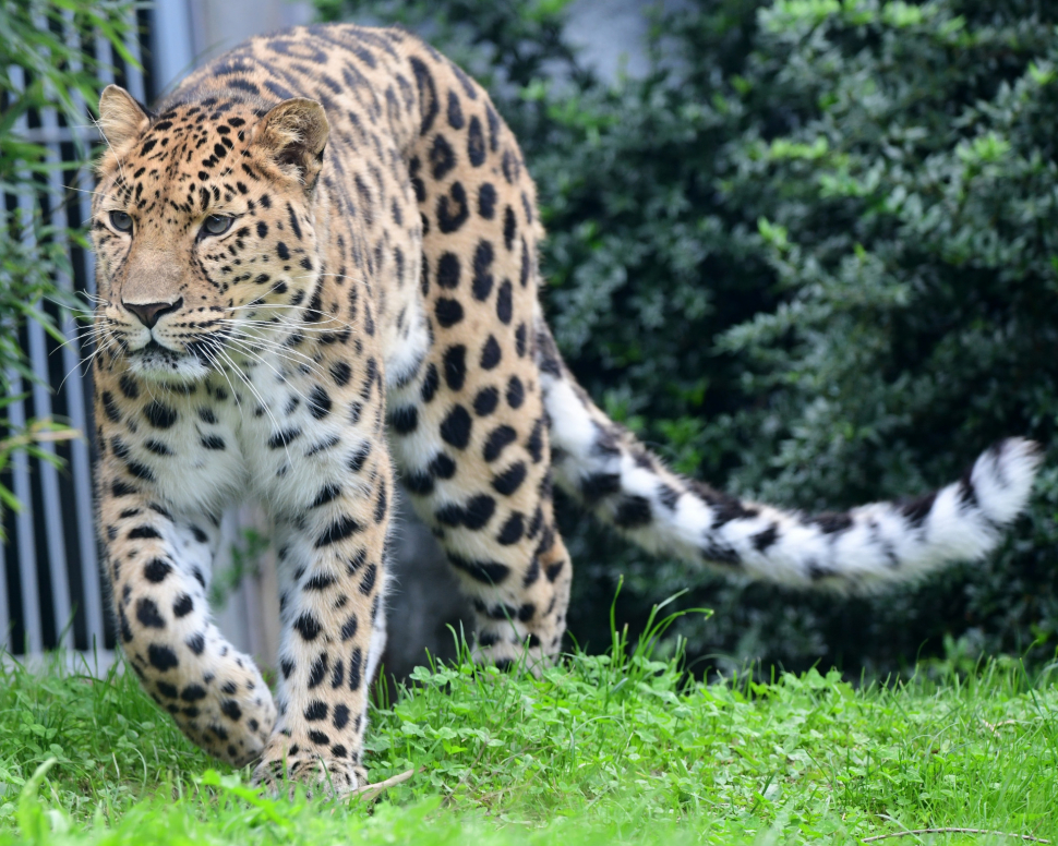 Samice levharta v olomoucké zoo se ukáže návštěvníkům