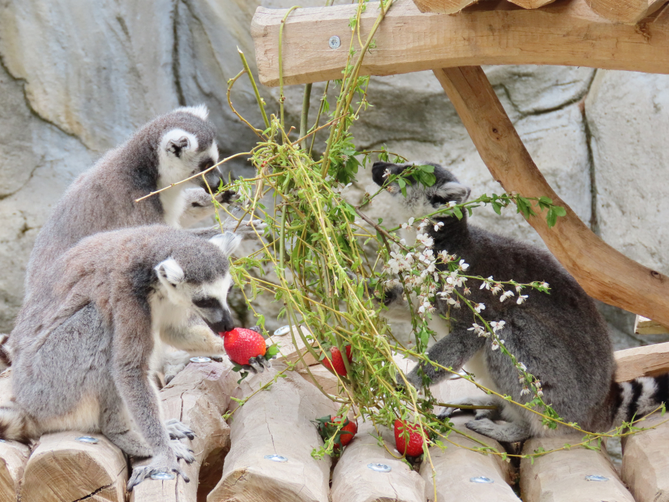 Lemuři v olomoucké zoo si užili velikonoce