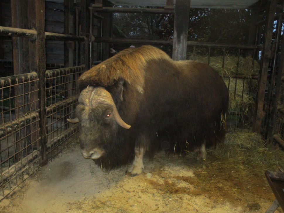 Olomoucká ZOO získala pro své návštěvníky unikátního pižmoně