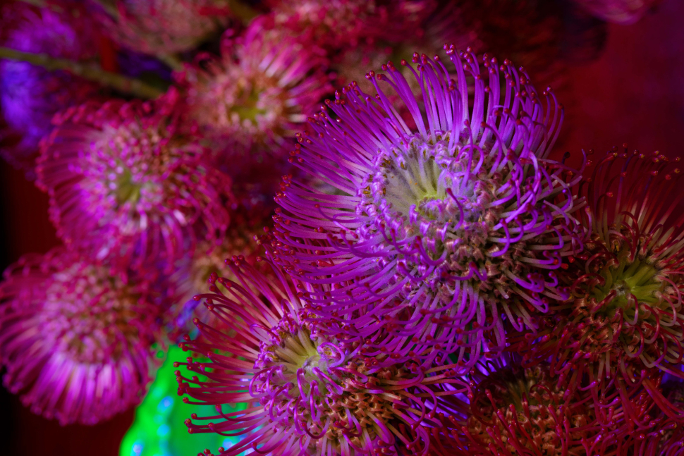 Flora přináší fascinující propojení floristiky, umění a techniky