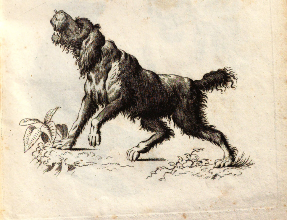 Se psem do muzea? V Olomouci není problém