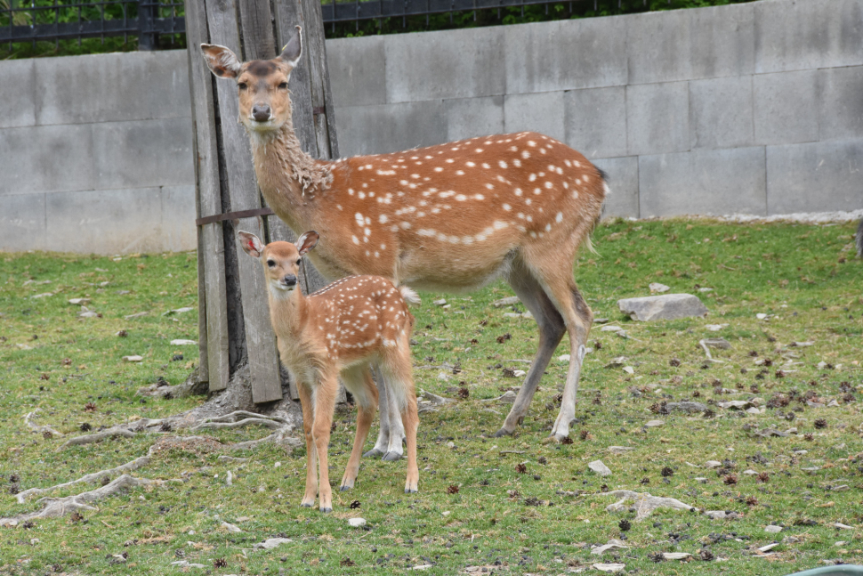 V zoo se narodila mláďata vzácného jelena, v přírodě již vyhynul