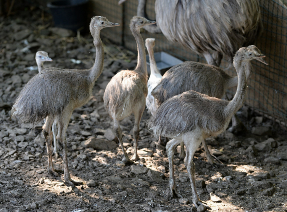 V olomoucké zoo mají šest malých nanduů