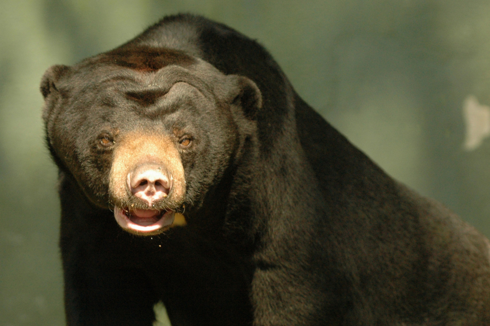 Olomoucká zoologická zahrada se rozloučila s medvědicí Bárou