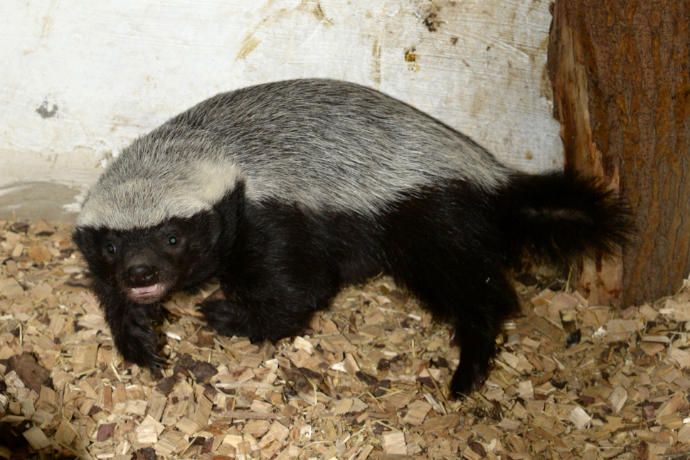 V olomoucké zoo se narodil medojed. Podívejte se na něj