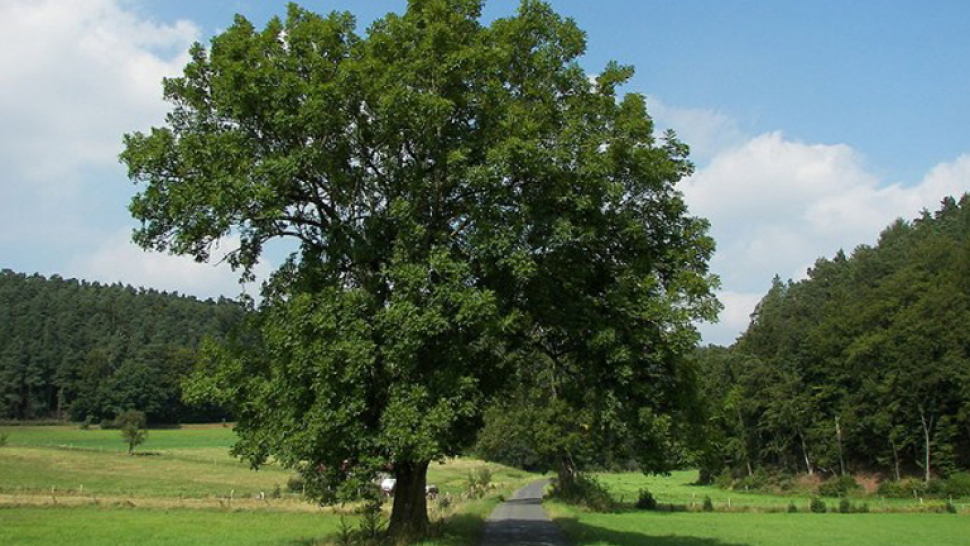 V Litovelském Pomoraví se brzy zřejmě budou muset vykácet všechny jasany